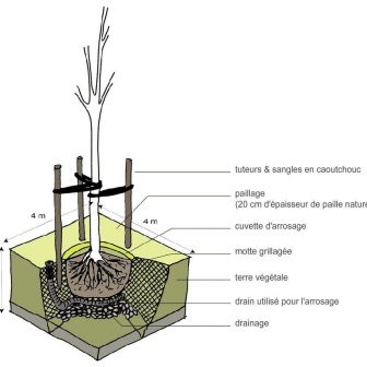shema-plantation-arbre