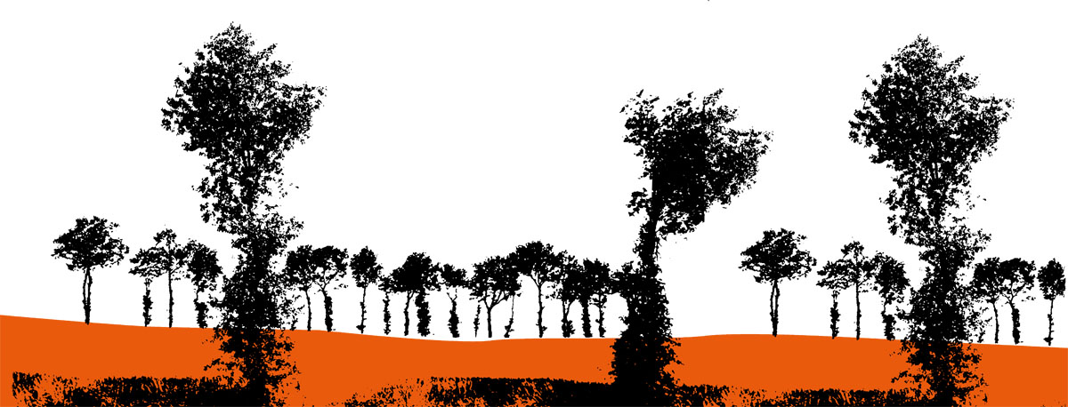 silhouette de chênes émondés