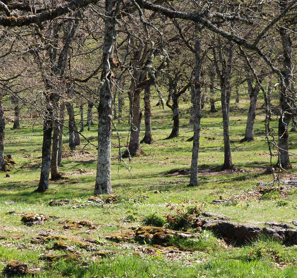 Le chêne pubescent domine souvent sous forme de forêts pâturées 