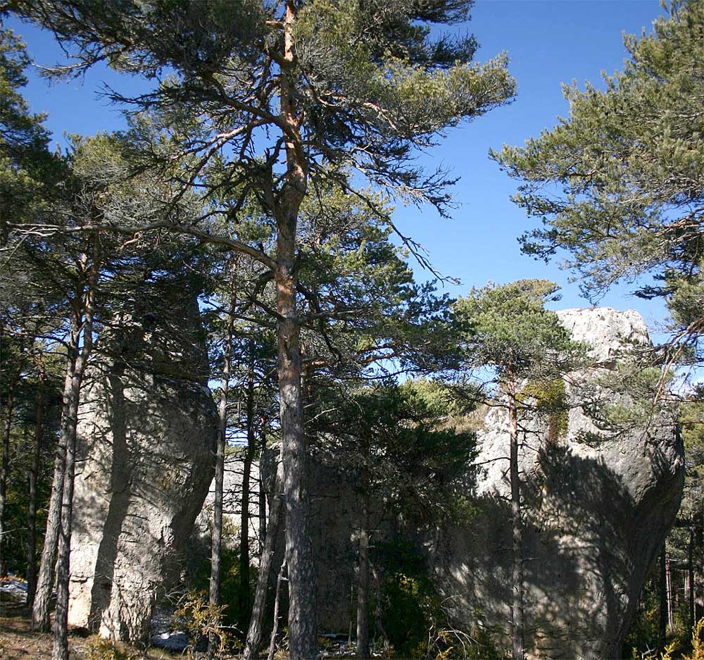 Le pin sylvestre marque l’influence montagnarde 