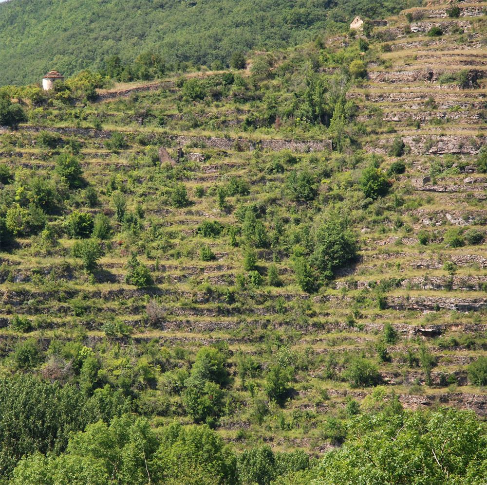 saint-rome-de-tarn-terrasses-vigne
