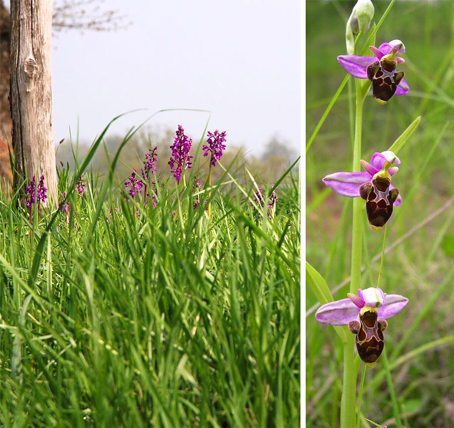 Orchis bouffon / Orchis morio et Ophrys bécasse / Ophrys scolopax