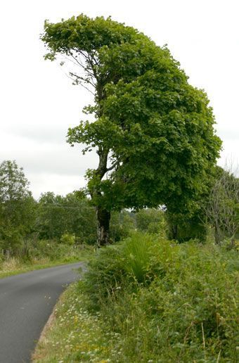 arbre-bord-de-route