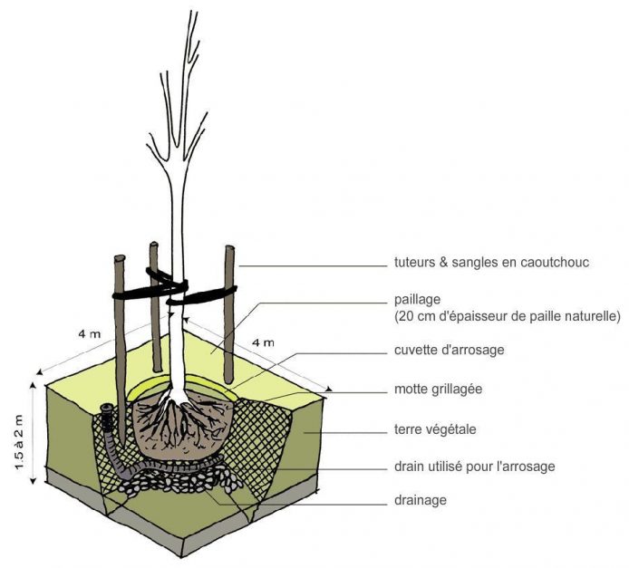 shema-plantation-arbre