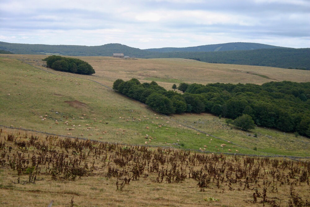 1-aubrac-village-opp-nord-aveyron-esprit-02-août-2006