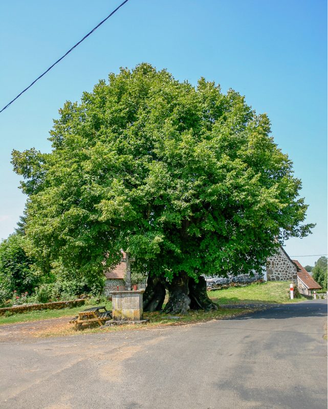 22-A8-Nigresserre-tilleul Thérondels