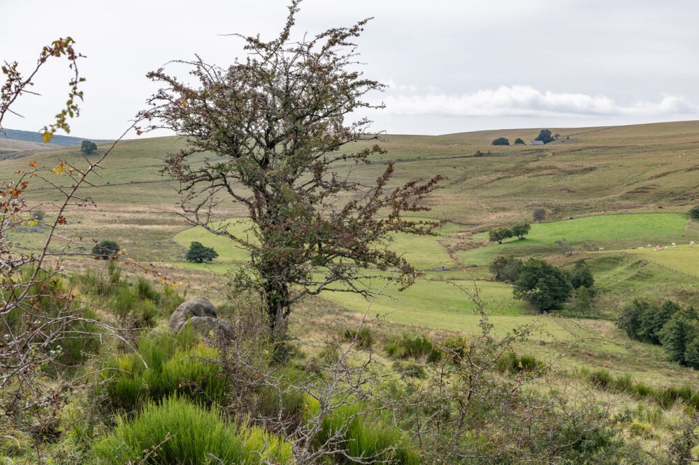 25-C10--Borie-Neuve-–-Lacalm-–-Argences-en-Aubrac-DSC_2031-25-septembre-2024