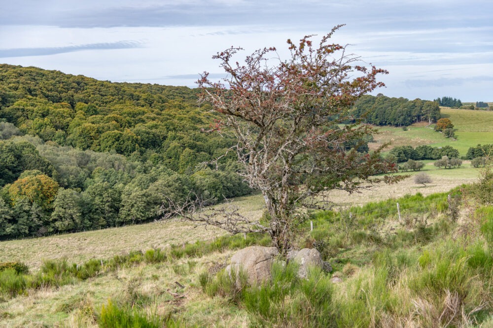 25-C10--Borie-Neuve-–-Lacalm-–-Argences-en-Aubrac-DSC_2038-25-septembre-2024