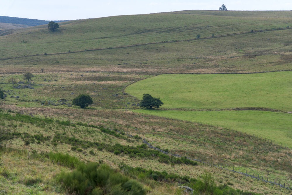 25-C10--Borie-Neuve-–-Lacalm-–-Argences-en-Aubrac-DSC_2043-25-septembre-2024